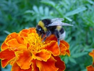 Bombo su fiore di tagete