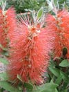 Callistemon