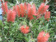 Callistemon citrinus