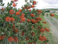 Callistemon citrinus (arbusto)