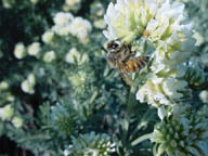 Ape su fiore di Anthyllis barba-jovis