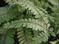 Felci (Pteris)