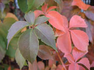 Parthenocissus quinquefolia, vite del Canada (foglie)