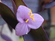 Setcreasea (fiore)