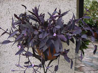 Setcreasea (pianta)