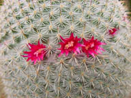 Mammillaria elegans (fiori)