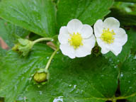 Fragole (fiori)