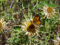 Farfalla su fiore di Carlina acaulis