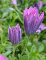 I fiori di Osteospermum si chiudono al tramonto o durante le giornate nuvolose