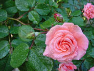 Rosa bagnata dalla pioggia