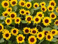 Girasoli (Helianthus)