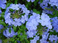 Plumbago capensis (Gelsomino azzurro)