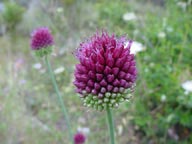 Aglio selvatico (fiore)