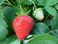 Fragola