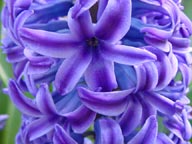 Hyacinthus orientalis "Blue Jacket"