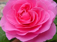 Rosa x "Gertrude Jekyll"