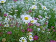 Erigeron karvinskianus (margherita dei muri)