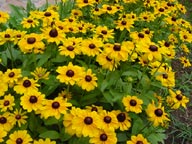 Rudbeckia hirta "Toto"