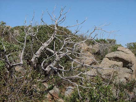 Arbusto secco su terreno roccioso