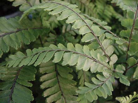 Felci (Pteris)