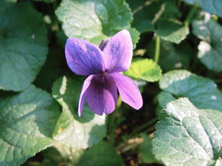 Viola odorata (o viola mammola)
