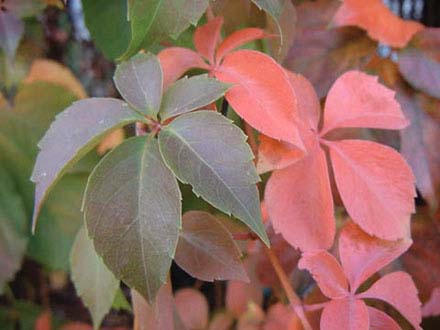 Parthenocissus quinquefolia, vite del Canada (foglie)