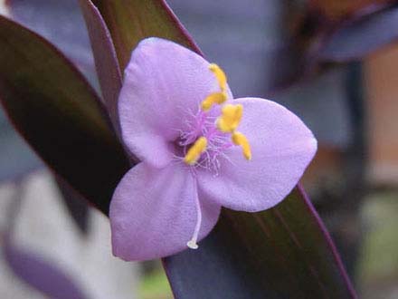 Setcreasea purpurea (fiore)