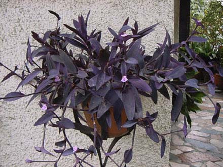 Setcreasea purpurea
