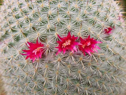 Mammillaria elegans (fiori)