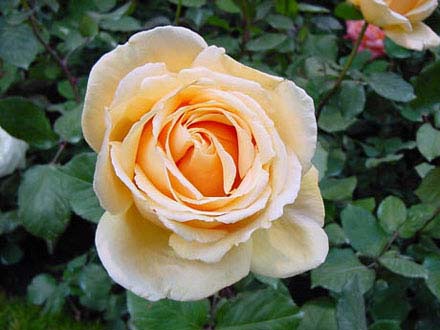 Rosa "Bella di Todi"