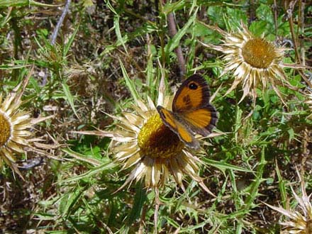 Farfalla su fiore di Carlina acaulis