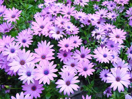 Osteospermum ecklonis