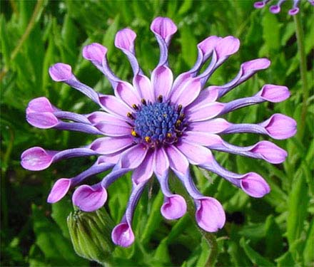 Osteospermum ecklonis "Pink Whirls"