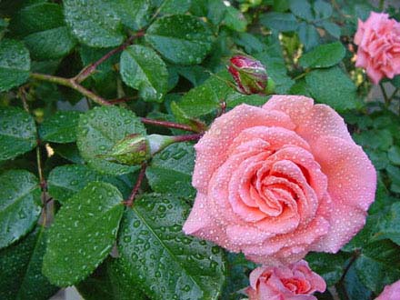 Rosa bagnata dalla pioggia