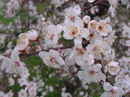 Fiori di mandorlo