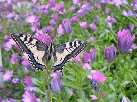 Farfalla su fiori di Osteospermum