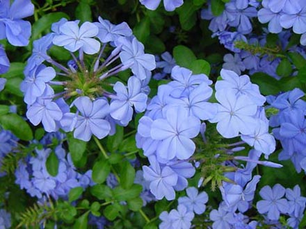 Plumbago capensis (Gelsomino azzurro)