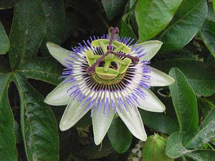 Passiflora