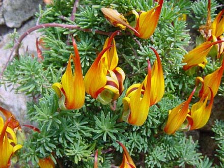 Lotus berthelotii (fiori)