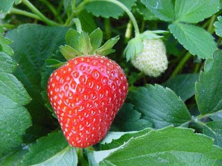 Fragola