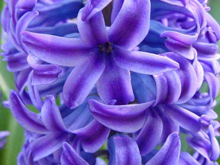 Hyacinthus orientalis "Blue Jacket"