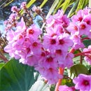 Bergenia: dopo la fioritura si pu� dividere
