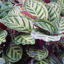 Calathea: queste belle foglie necessitano di pulizia e alta umidit� atmosferica