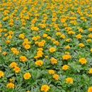 Bancale di Tagetes.