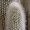 Le succulente devono essere riabituate al sole con gradualit.