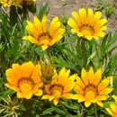 Gazanie: ideali per piccoli vasi e il giardino roccioso.
