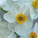 Narciso: i bulbi possono essere conservati.