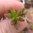 Sedum: si moltiplica con facilit.