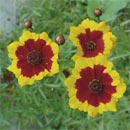 Coreopsis tinctoria (Coreosside)