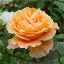 Rosa x "Etrusca" (ibrido di Tea)